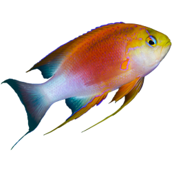 Spanglers Scuba icon