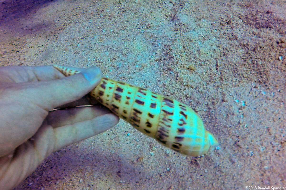 Terebra maculata (Marlinspike Auger)