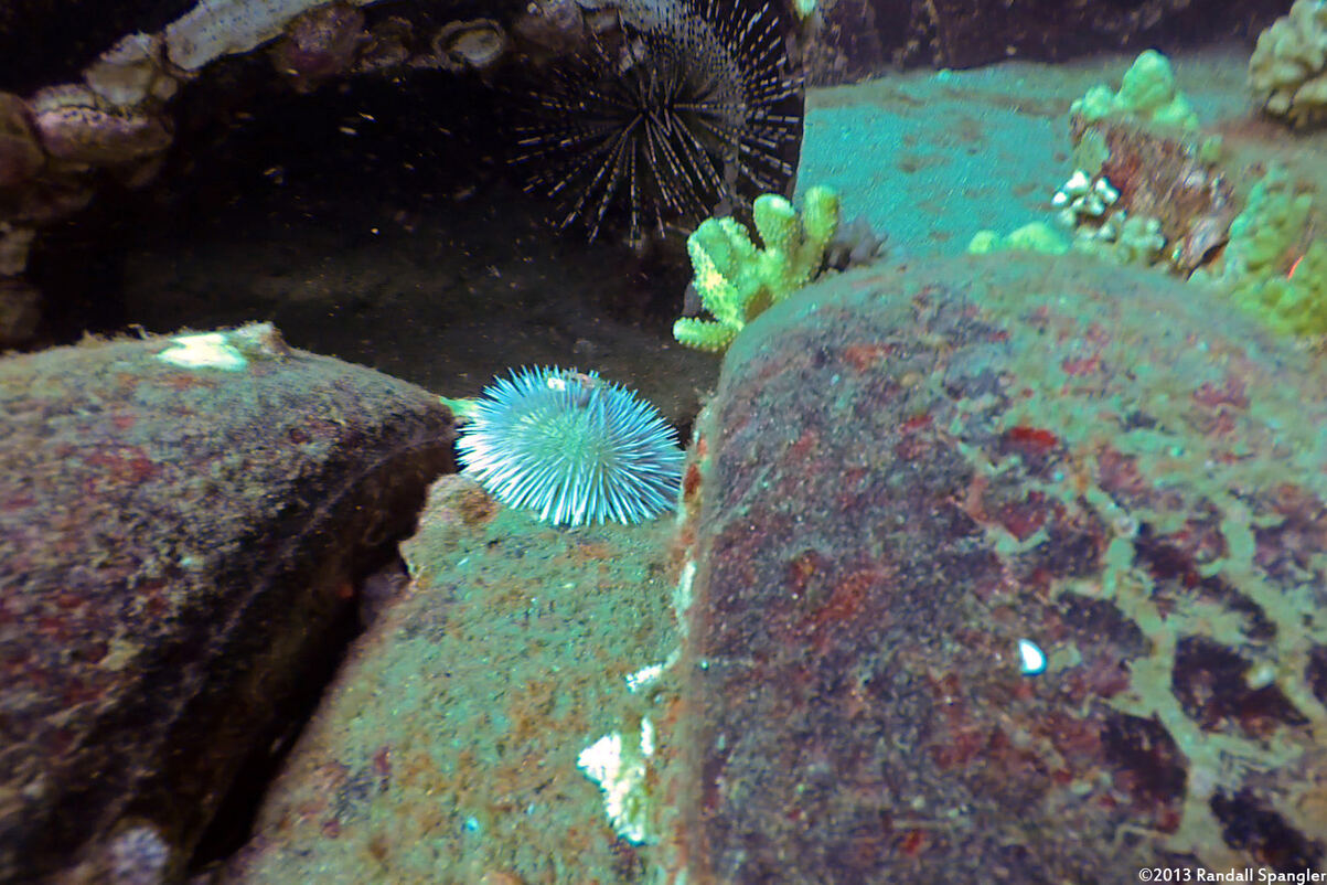 Pseudoboletia indiana (Pebble Collector Urchin)