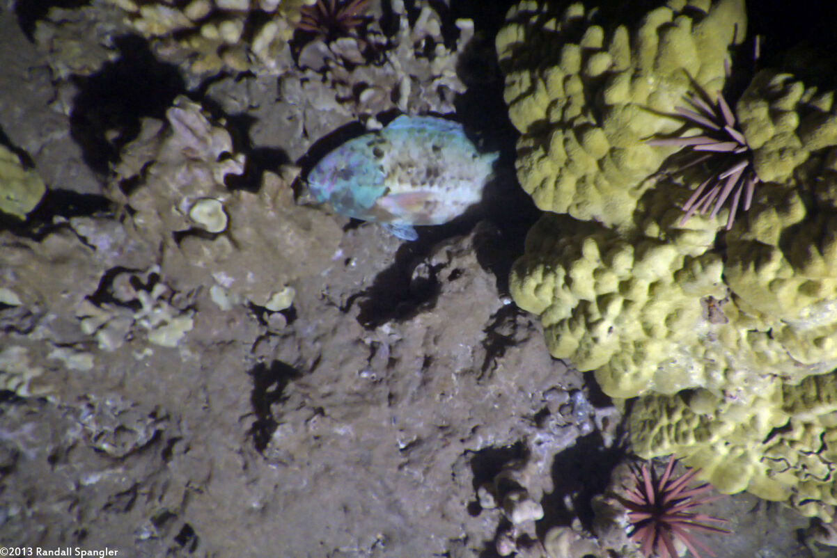 Calotomus carolinus (Stareye Parrotfish)