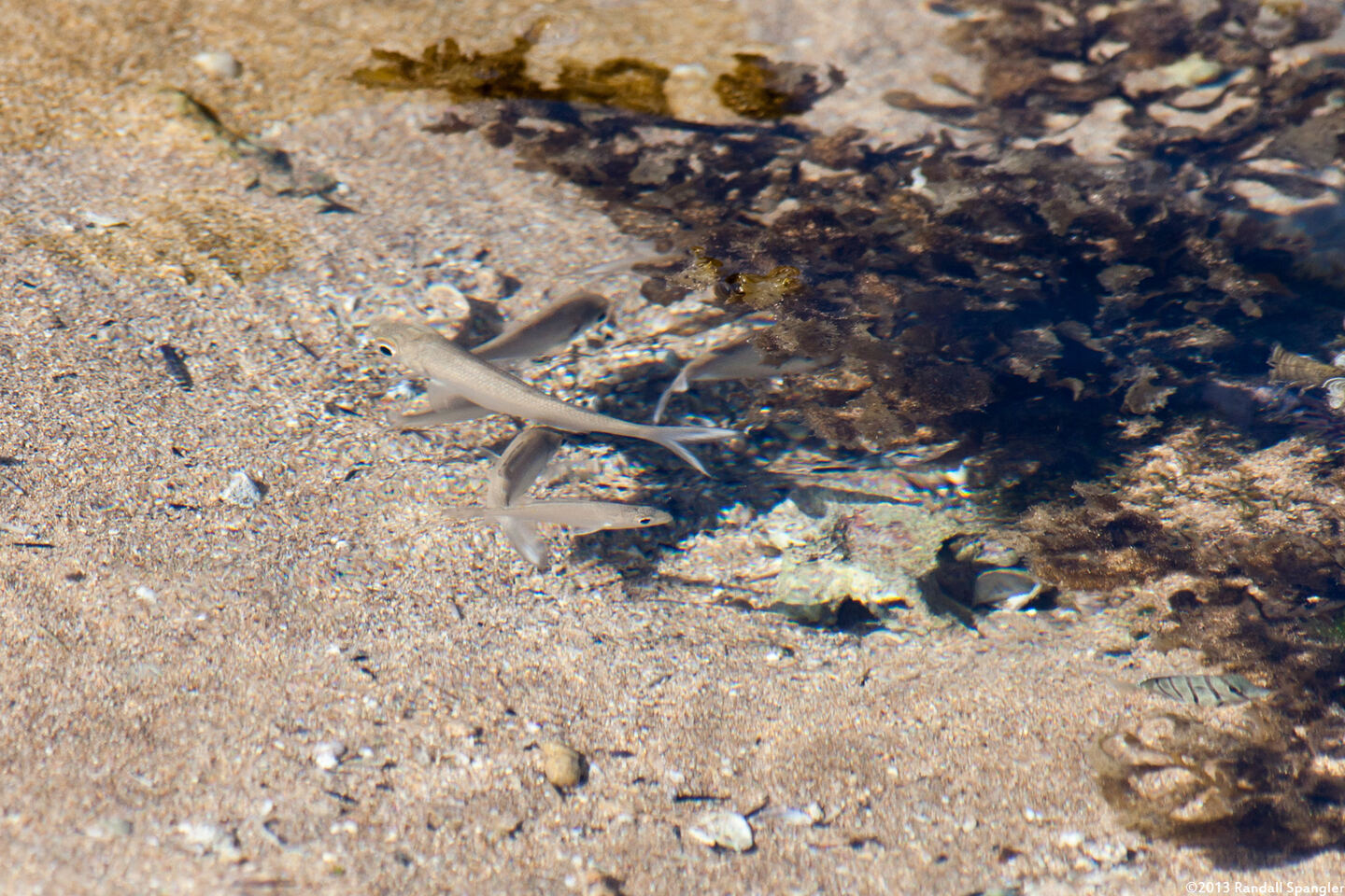 Mulloidichthys flavolineatus (Yellowstripe Goatfish)