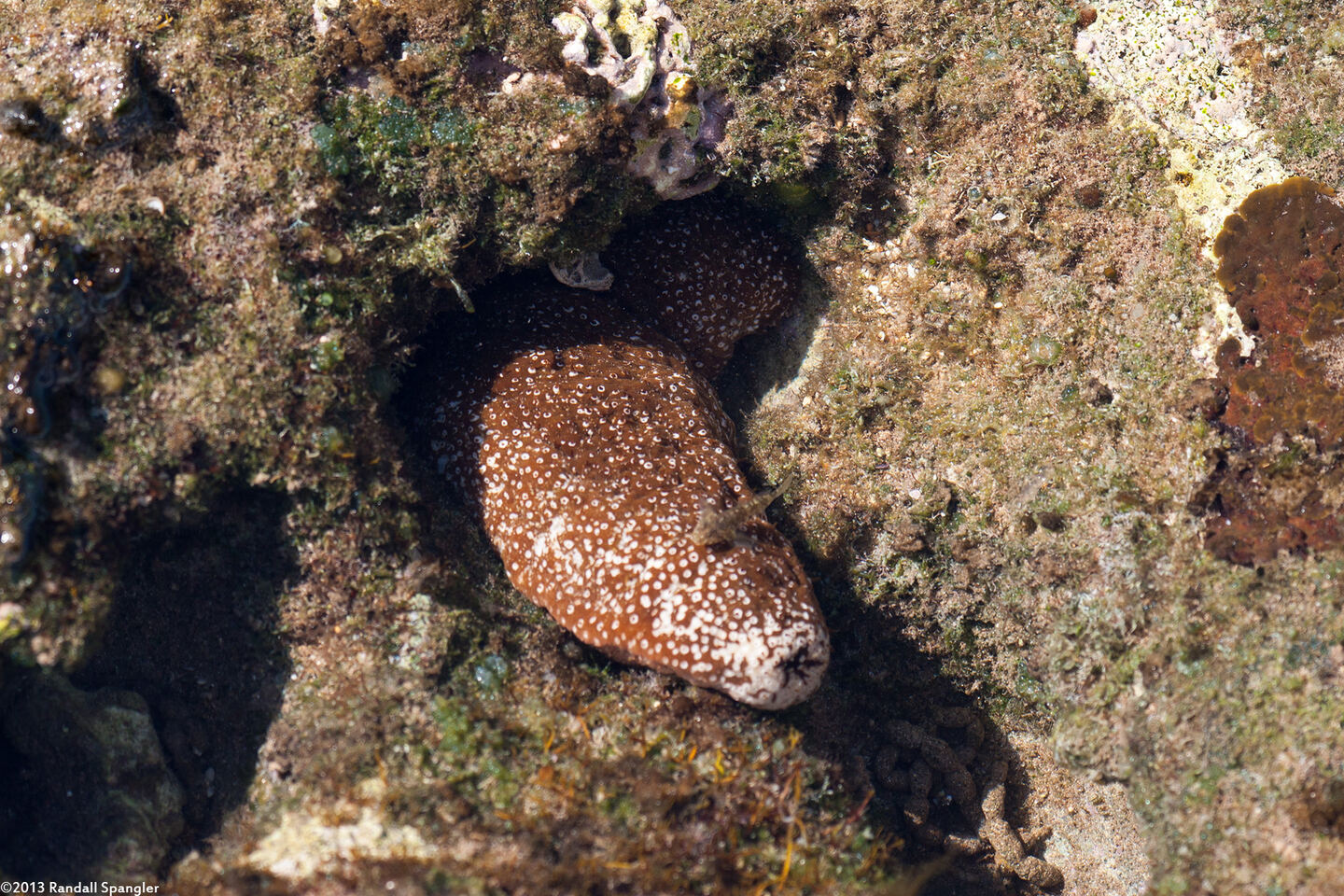 Actinopyga mauritiana (White-Spotted Sea Cucumber)