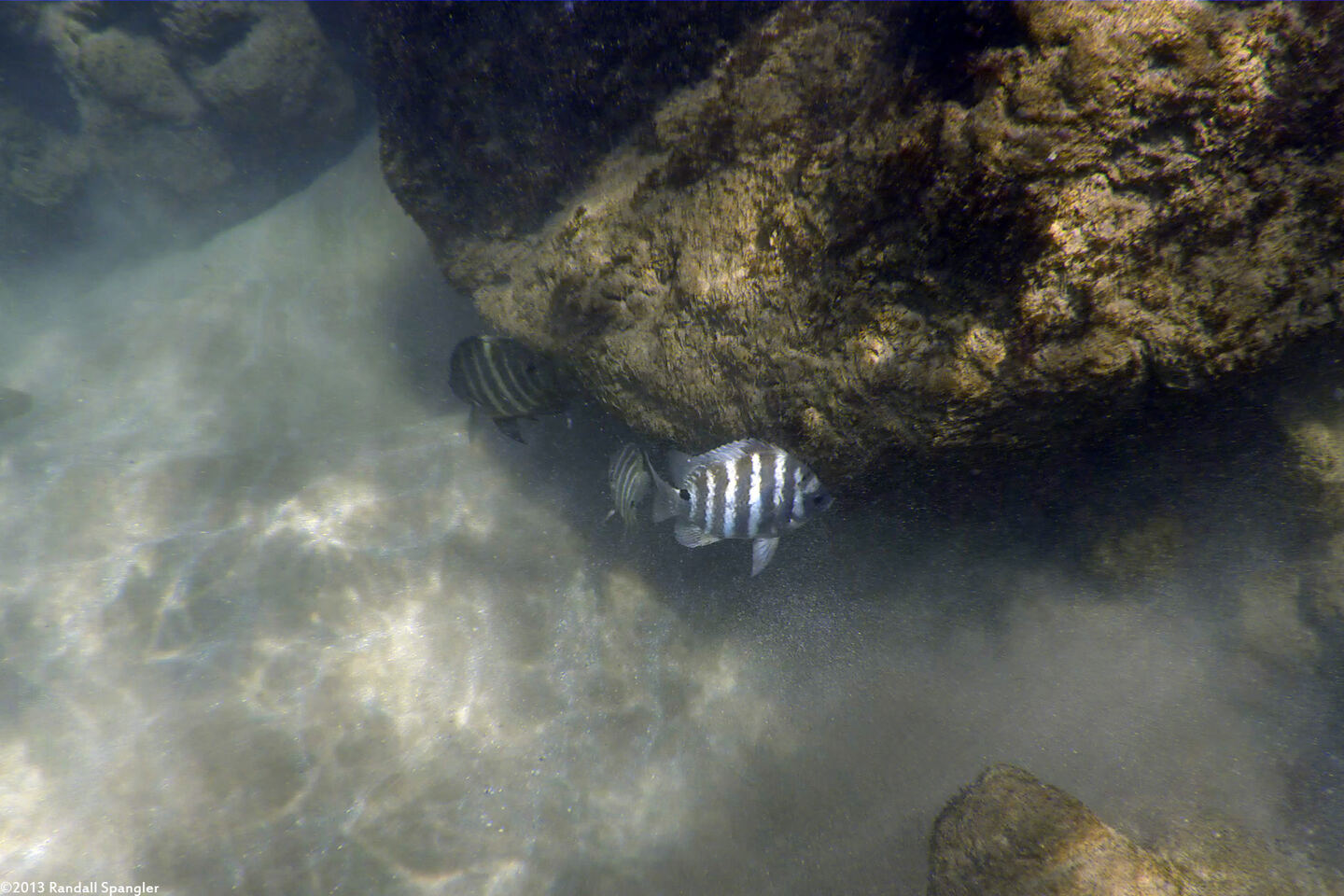 Abudefduf sordidus (Blackspot Sergeant)