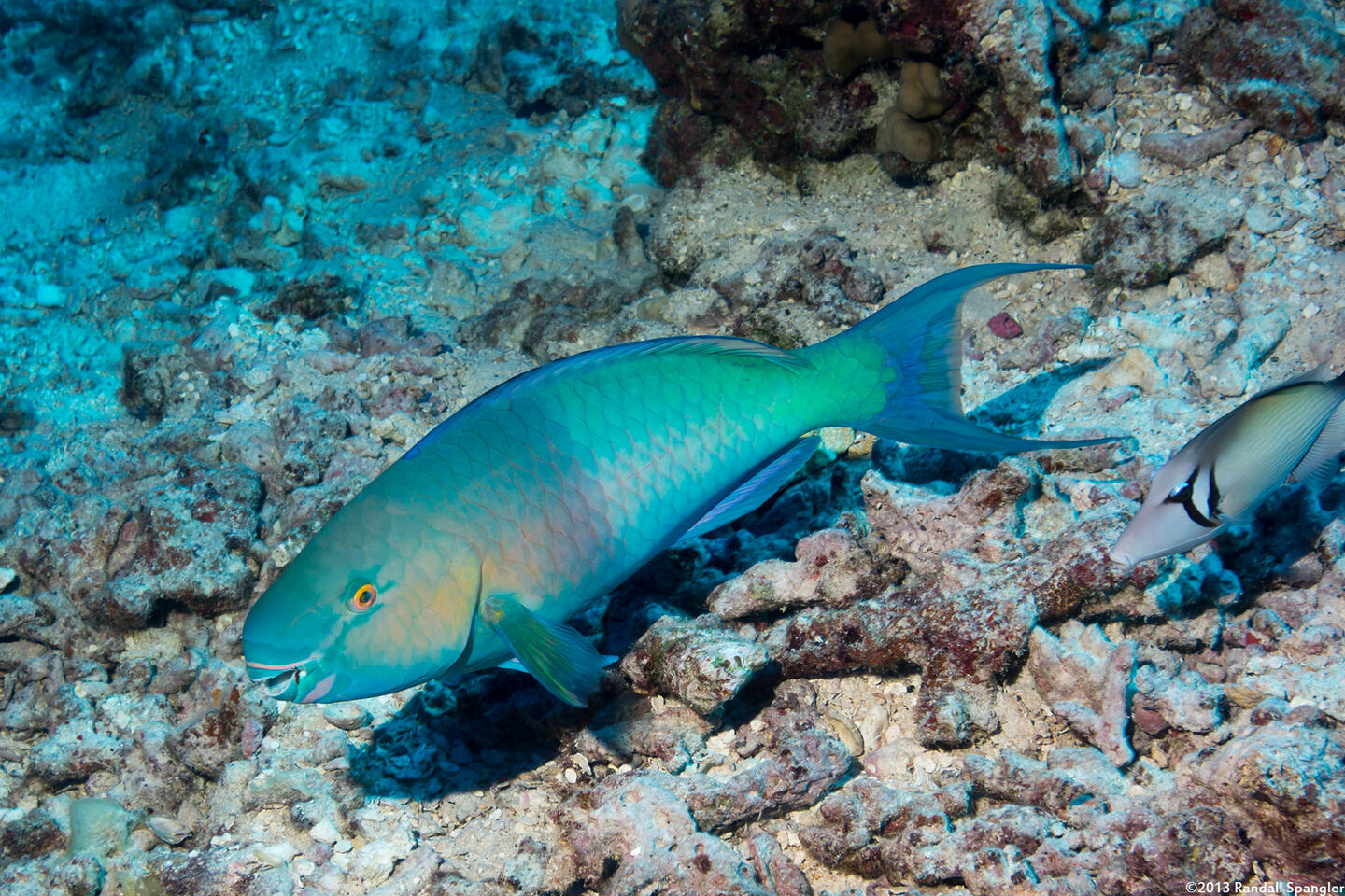 Scarus rubroviolaceus (Redlip Parrotfish)