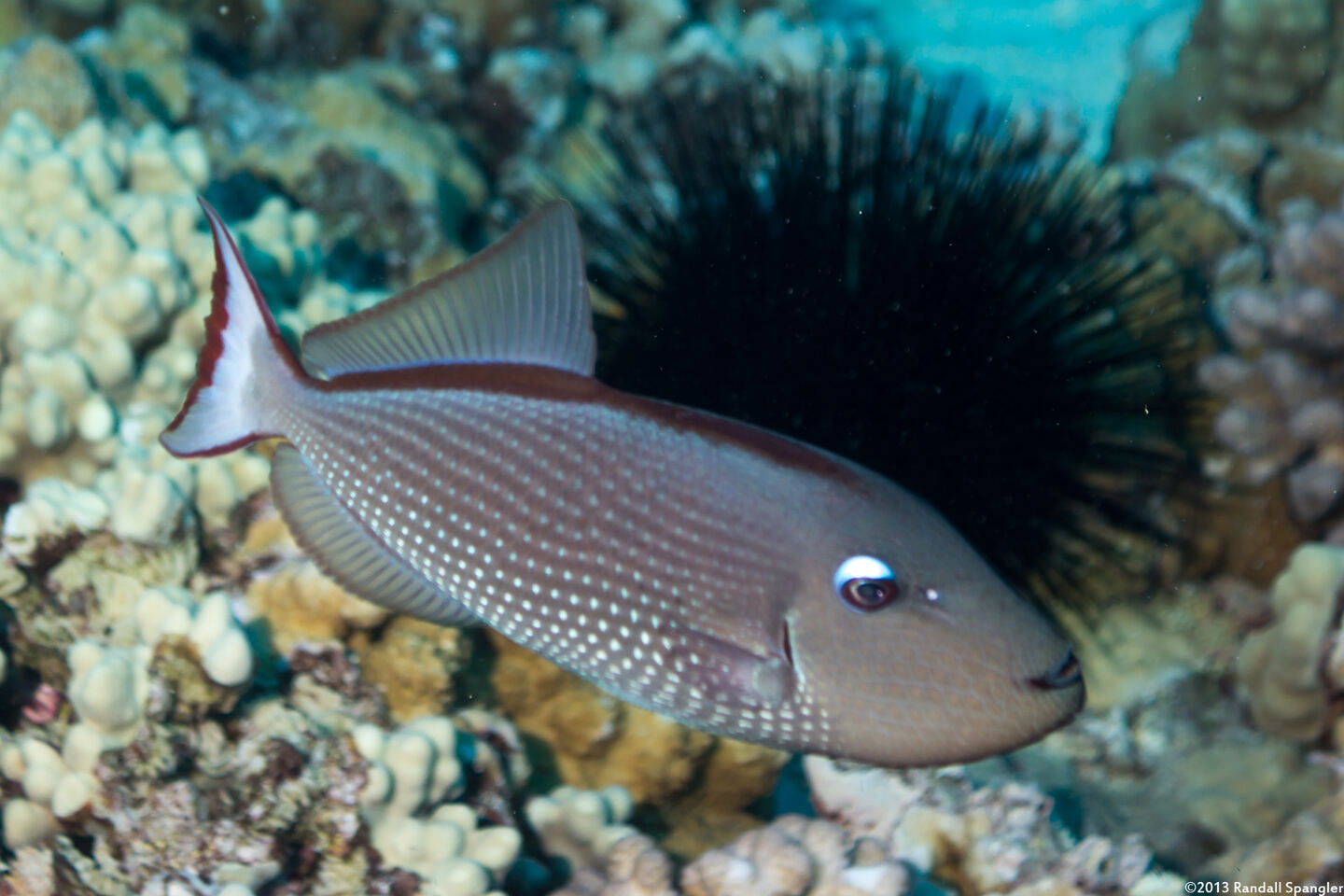 Xanthichthys auromarginatus (Gilded Triggerfish)