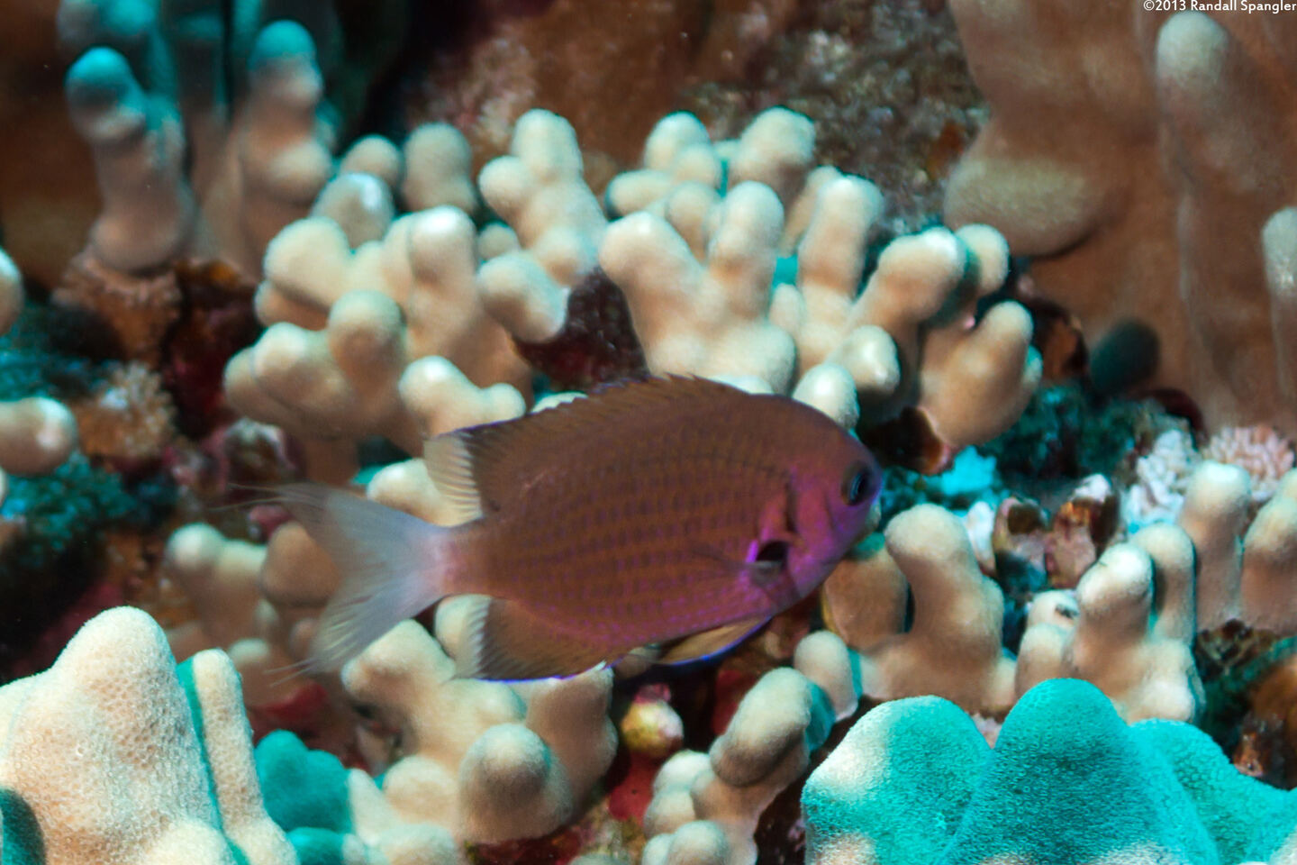Chromis agilis (Agile Chromis)