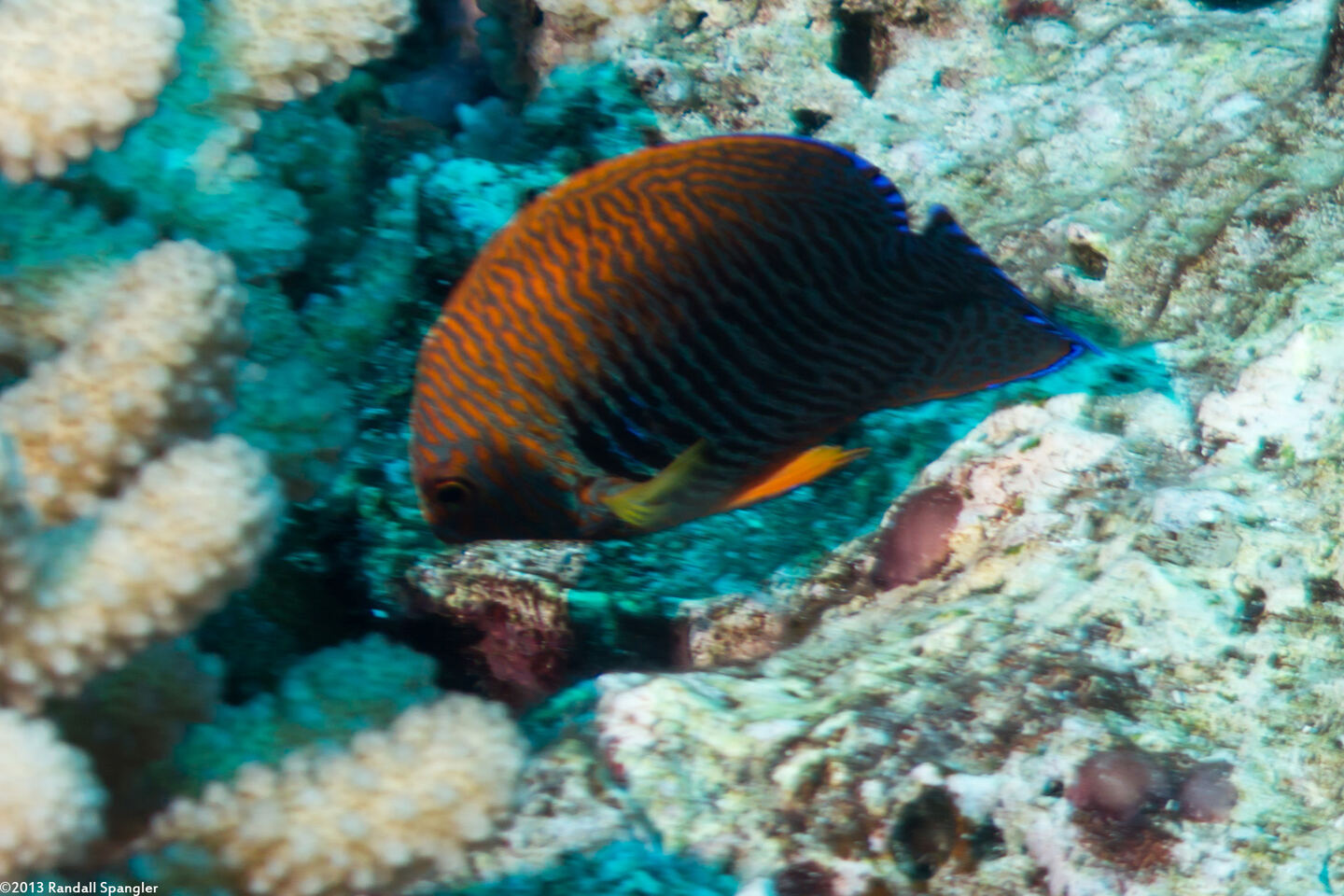 Centropyge potteri (Potter's Angelfish)