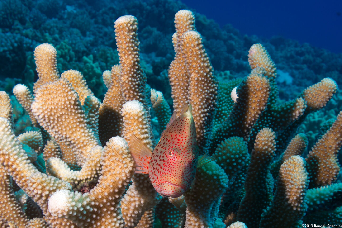 Paracirrhites forsteri (Freckled Hawkfish)