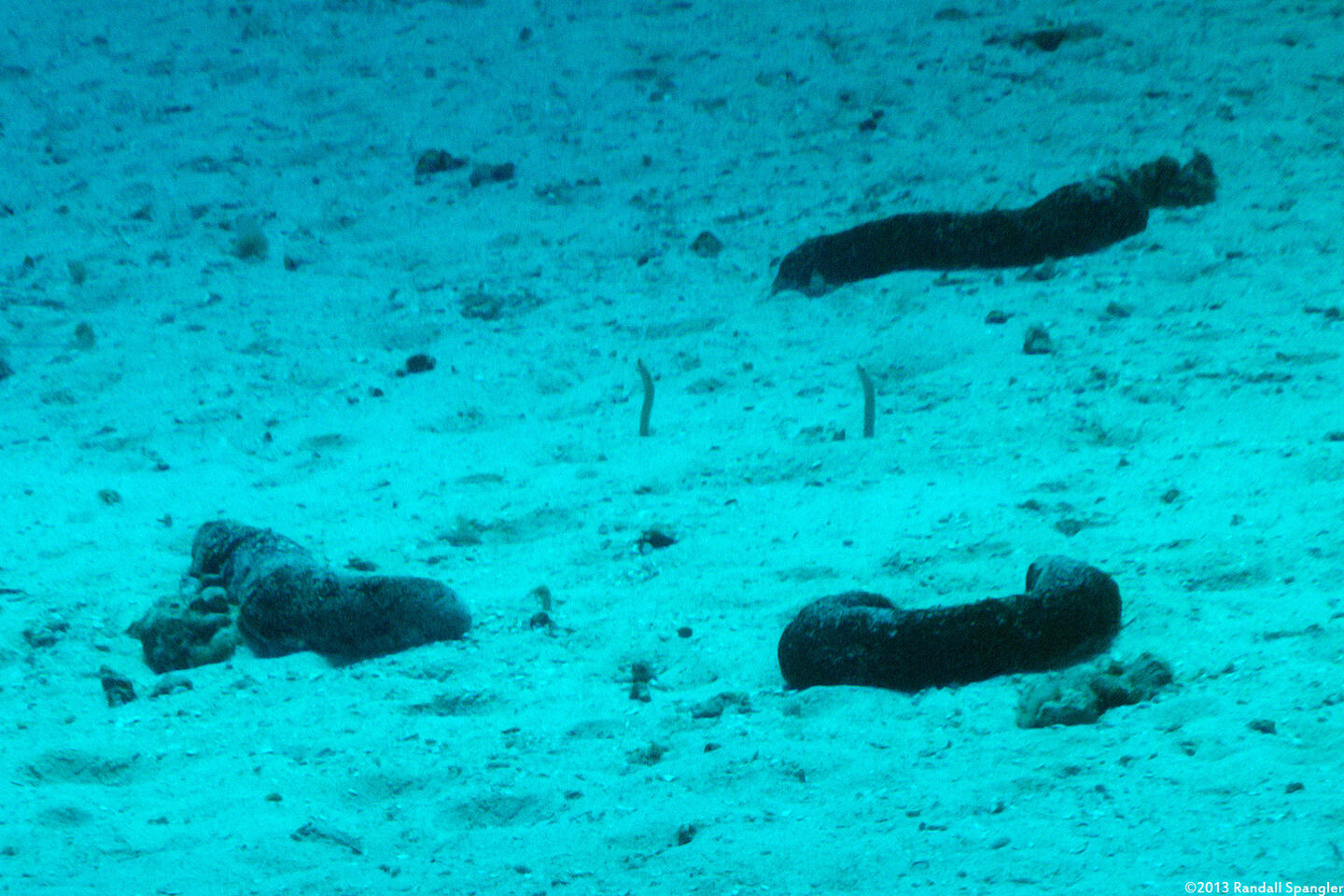 Holothuria atra (Black Sea Cucumber)