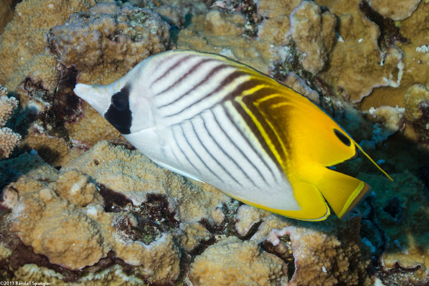 Chaetodon auriga (Threadfin Butterflyfish)
