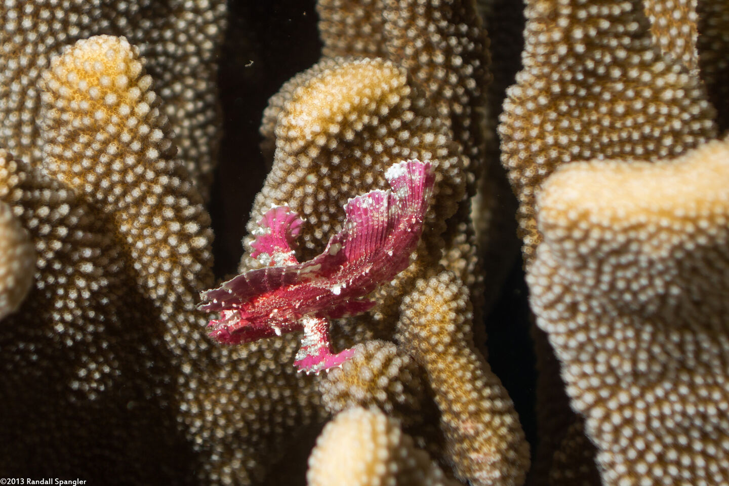 Taenianotus triacanthus (Leaf Scorpionfish)