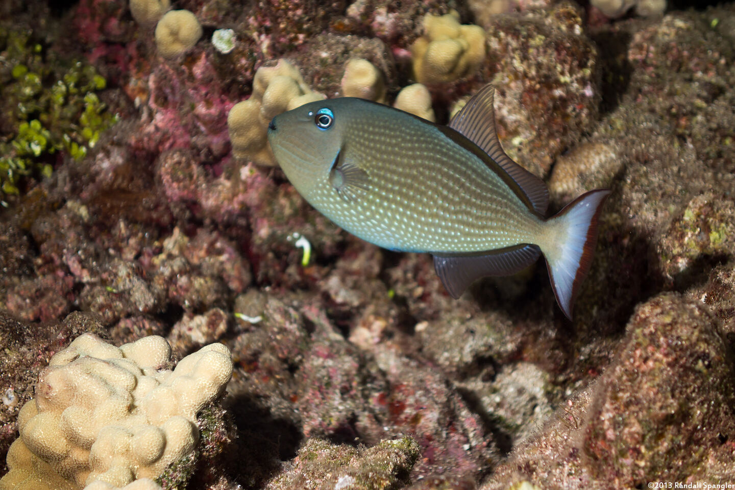 Xanthichthys auromarginatus (Gilded Triggerfish)