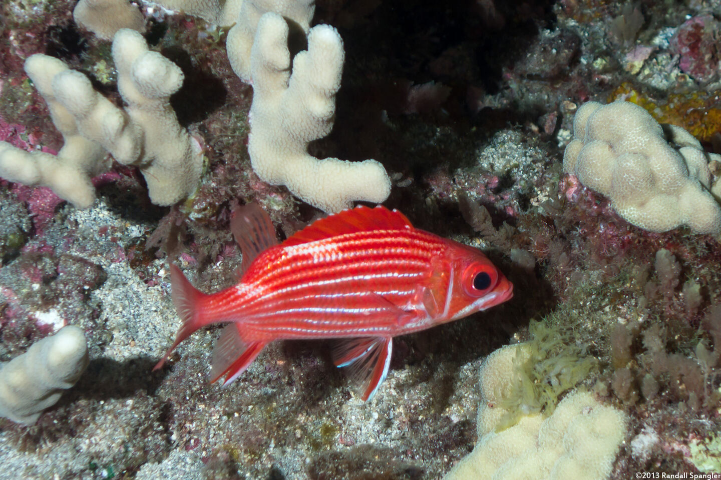 Sargocentron xantherythrum (Hawaiian Squirrelfish)