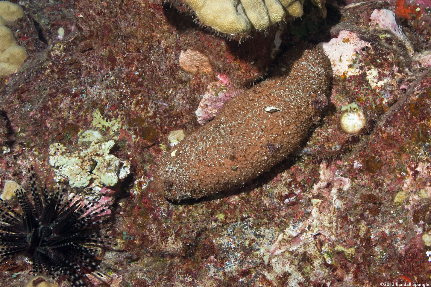 Actinopyga obesa (Plump Sea Cucumber)