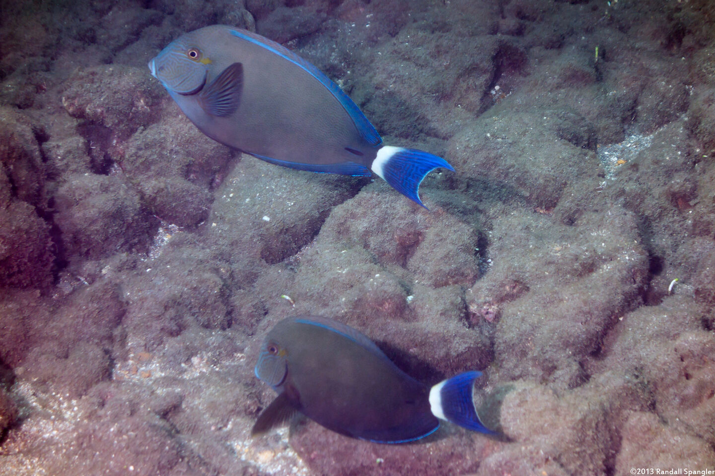 Acanthurus blochii (Ringtail Surgeonfish)