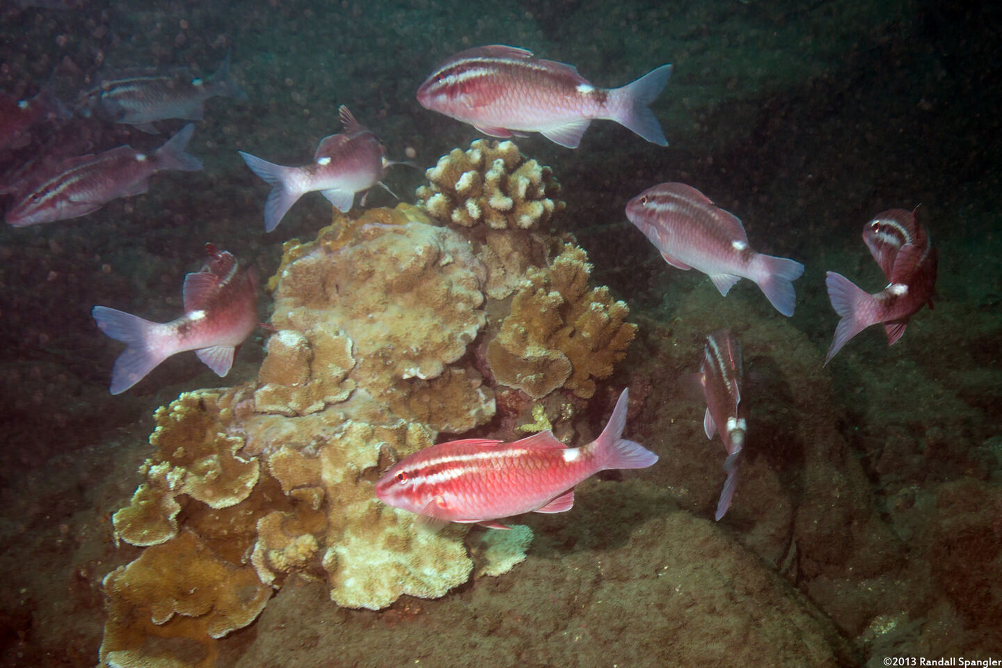Parupeneus porphyreus (Whitesaddle Goatfish)