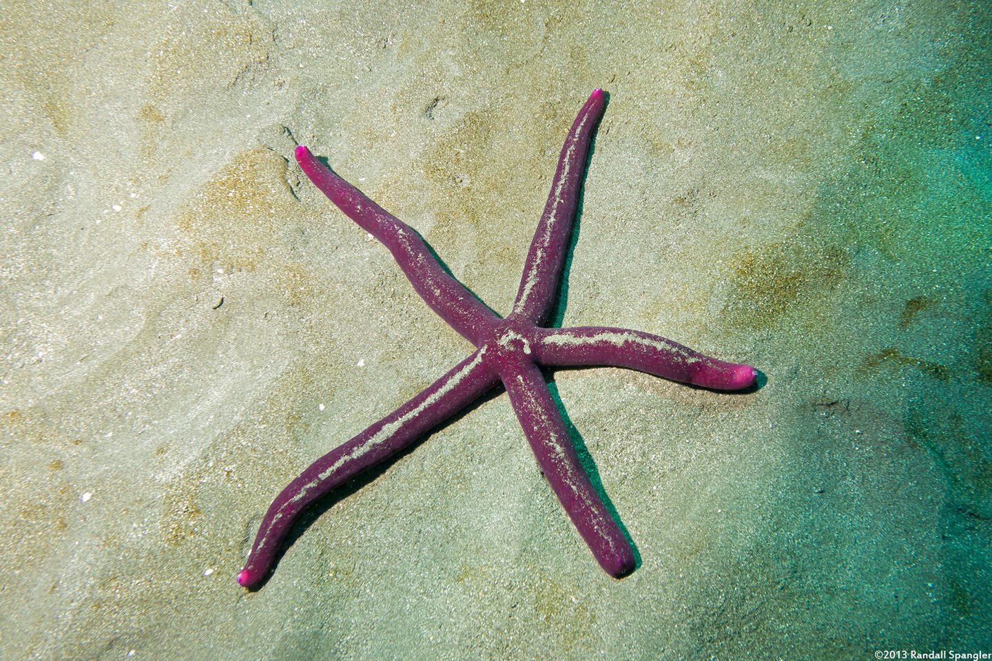 Leiaster leachi (Purple Velvet Star)