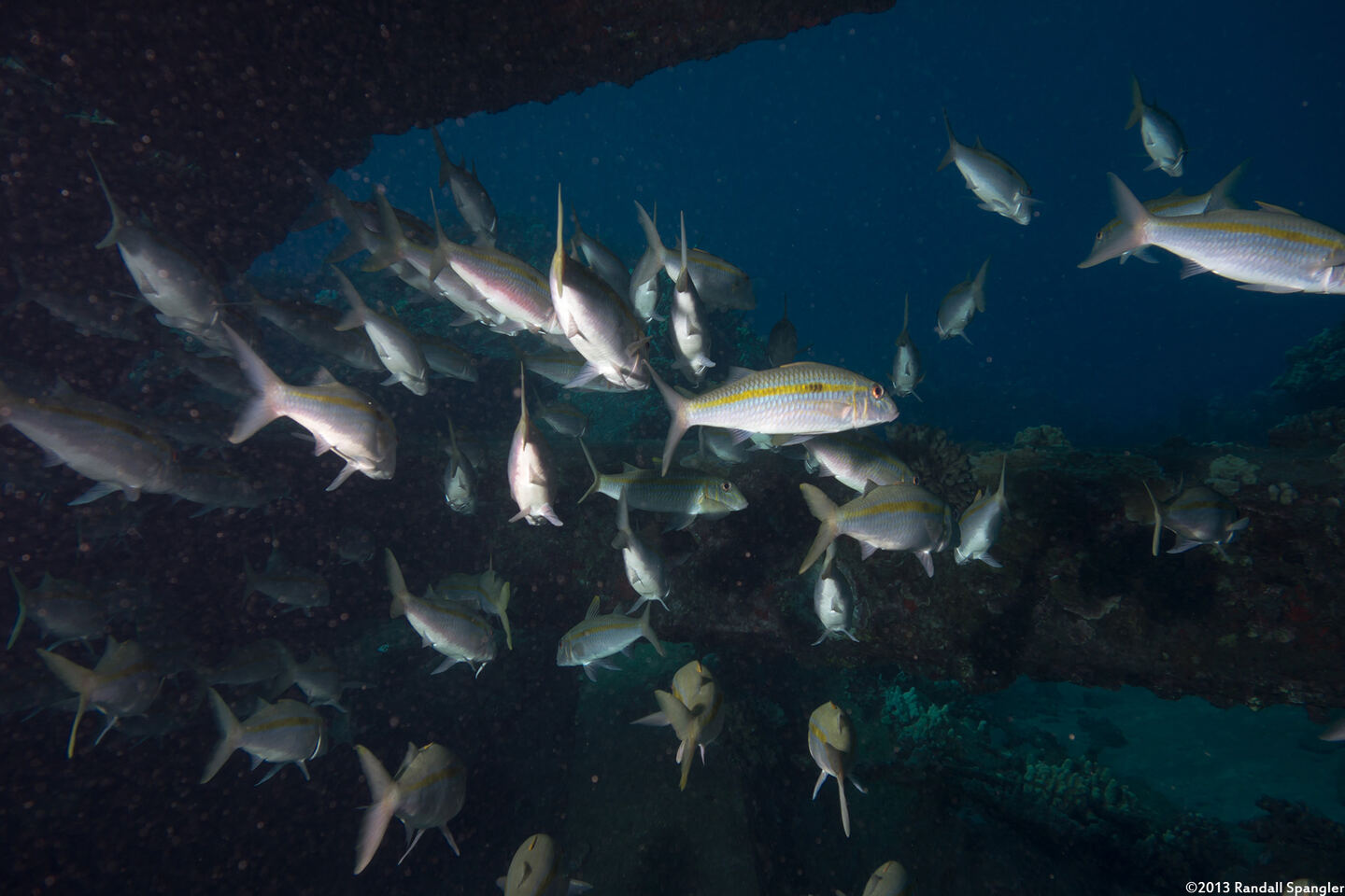 Mulloidichthys flavolineatus (Yellowstripe Goatfish)