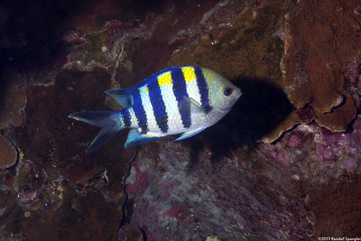 Abudefduf vaigiensis (Indo-Pacific Sergeant)