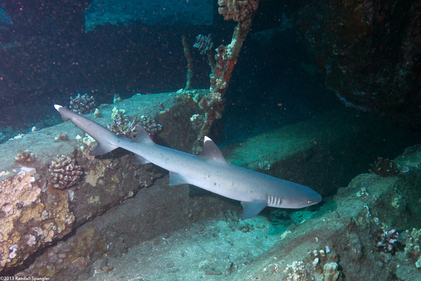 Triaenodon obesus (Whitetip Reef Shark)