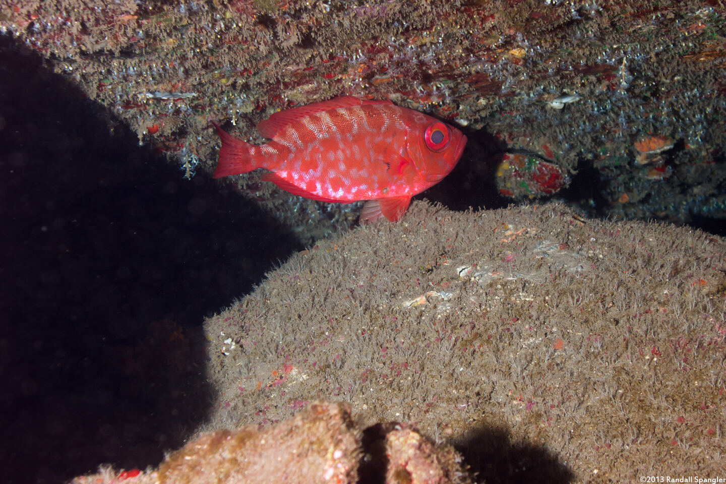 Heteropriacanthus cruentatus (Glasseye)