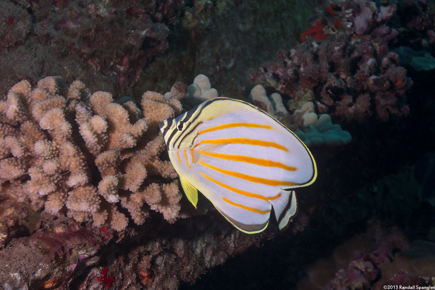 Chaetodon ornatissimus (Ornate Butterflyfish)