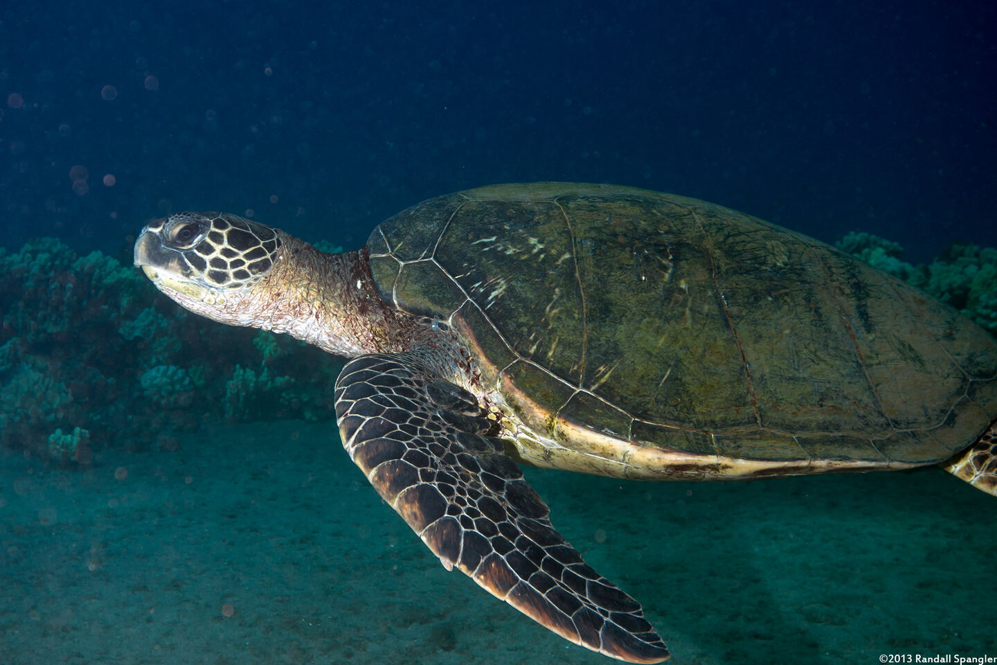 Chelonia mydas (Green Sea Turtle)