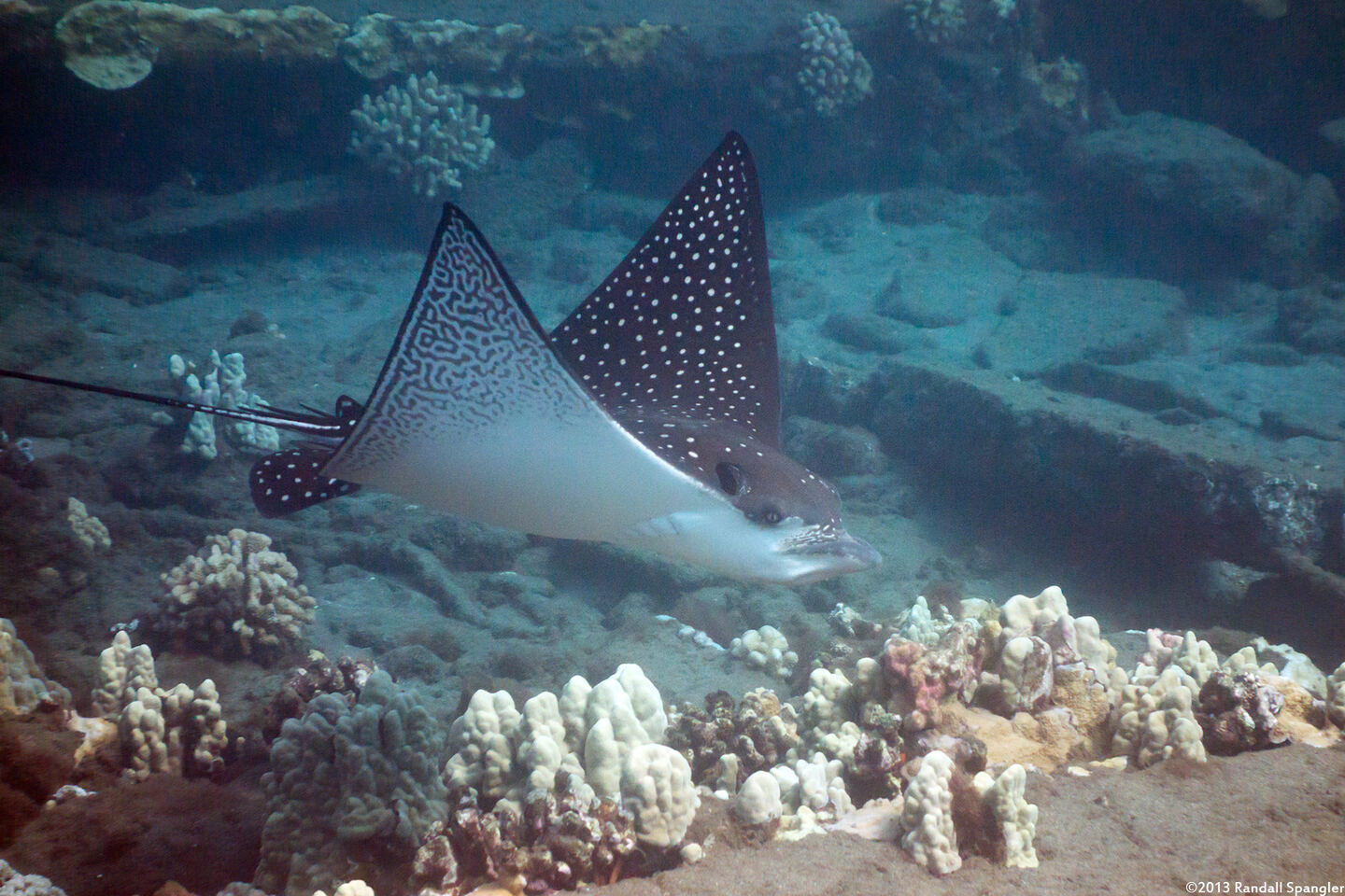 Aetobatus ocellatus (Ocellated Eagle Ray)