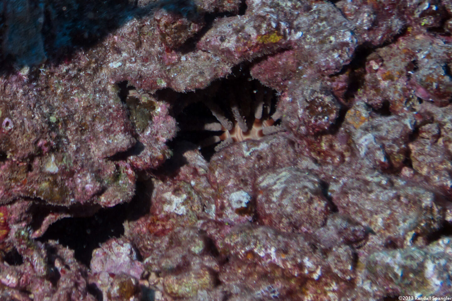 Chondrocidaris gigantea (Rough-Spined Urchin)