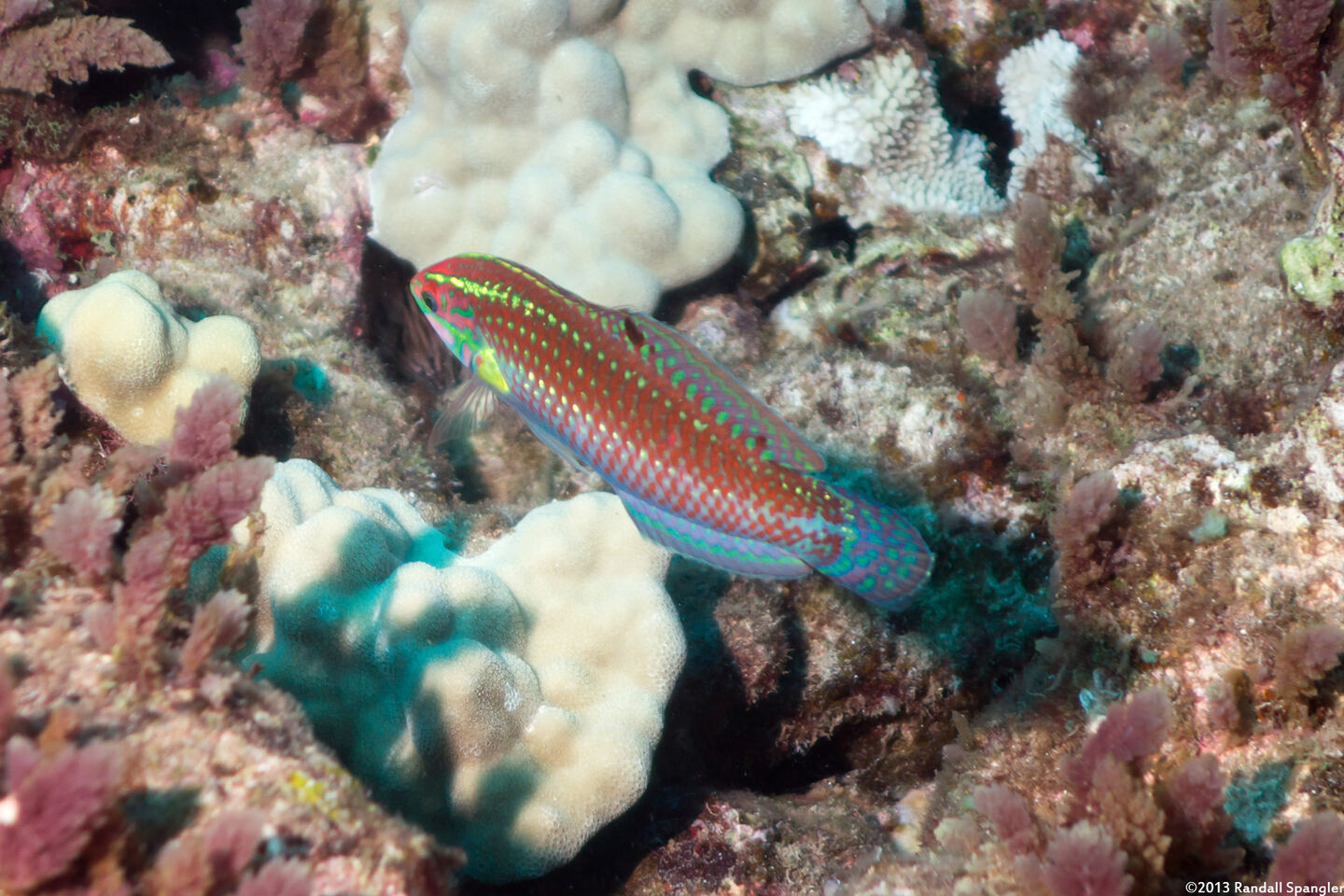 Halichoeres ornatissimus (Ornate Wrasse)