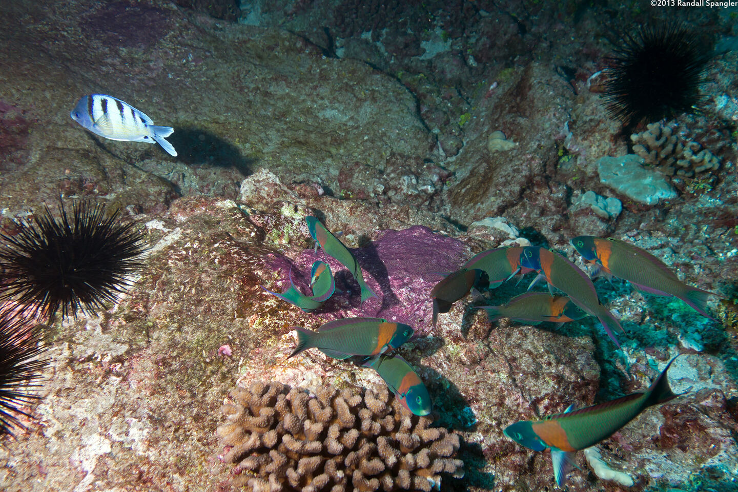 Thalassoma duperrey (Saddle Wrasse); Eating sergeant eggs