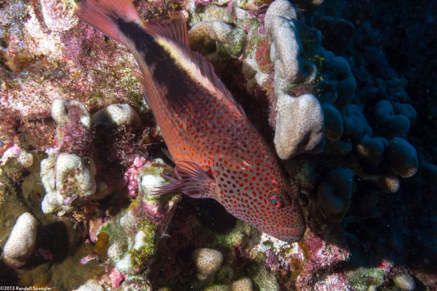 Paracirrhites forsteri (Freckled Hawkfish)