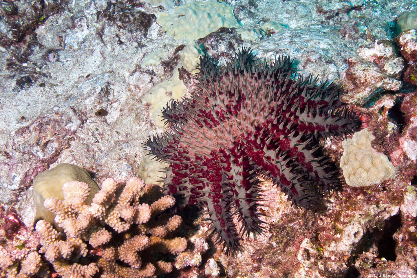 Acanthaster solaris (Crown-of-Thorns Star)