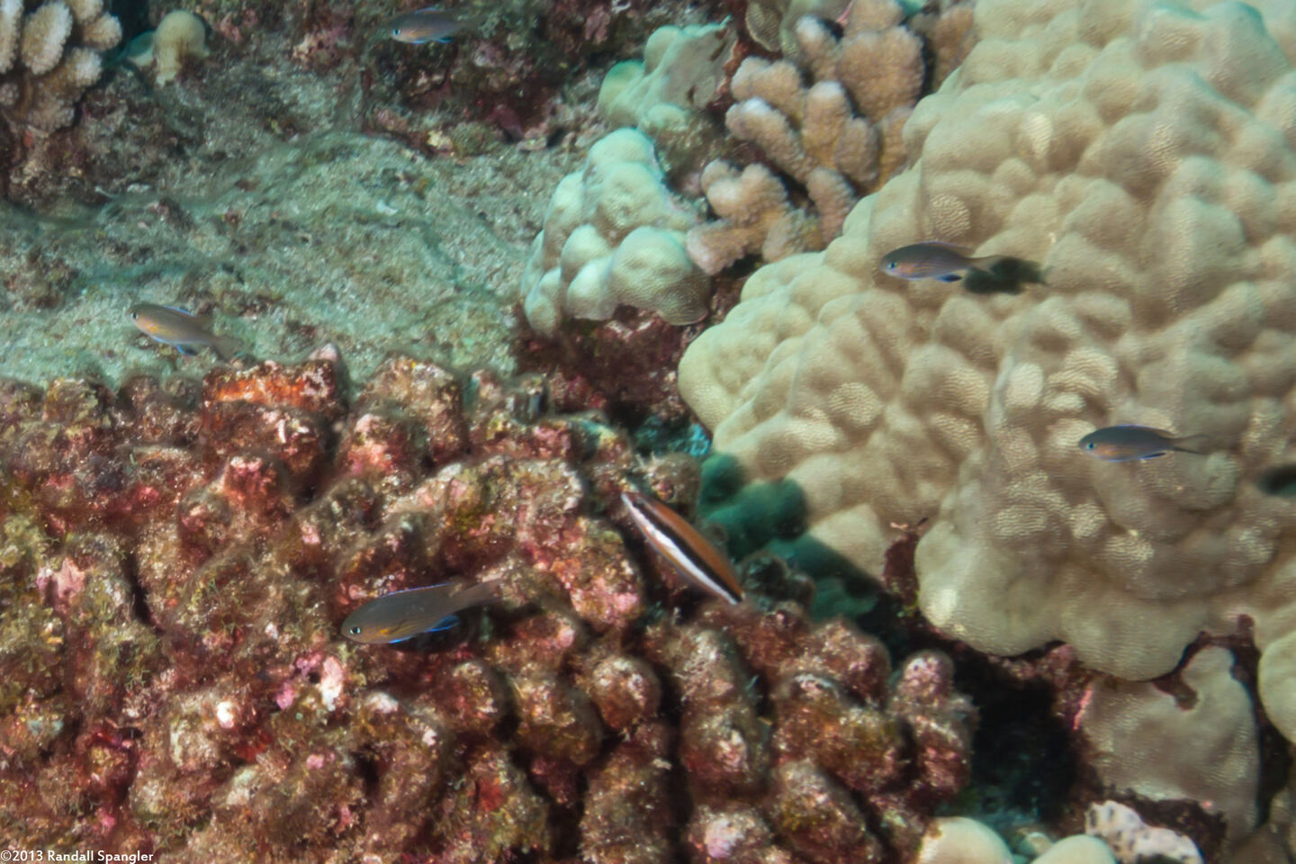 Thalassoma duperrey (Saddle Wrasse)