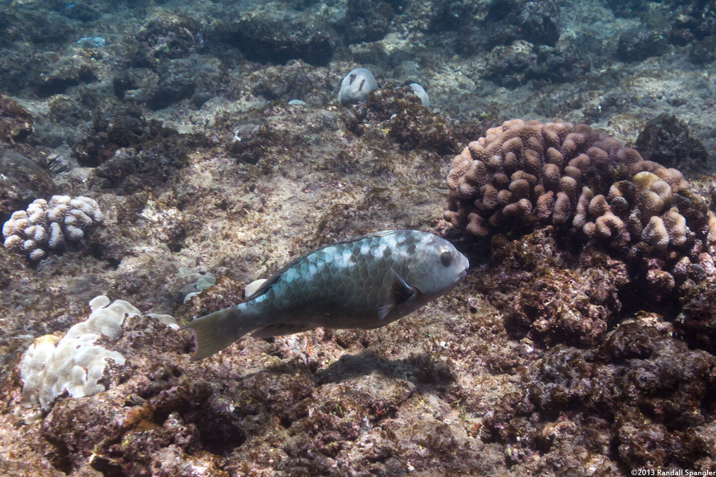 Calotomus carolinus (Stareye Parrotfish)