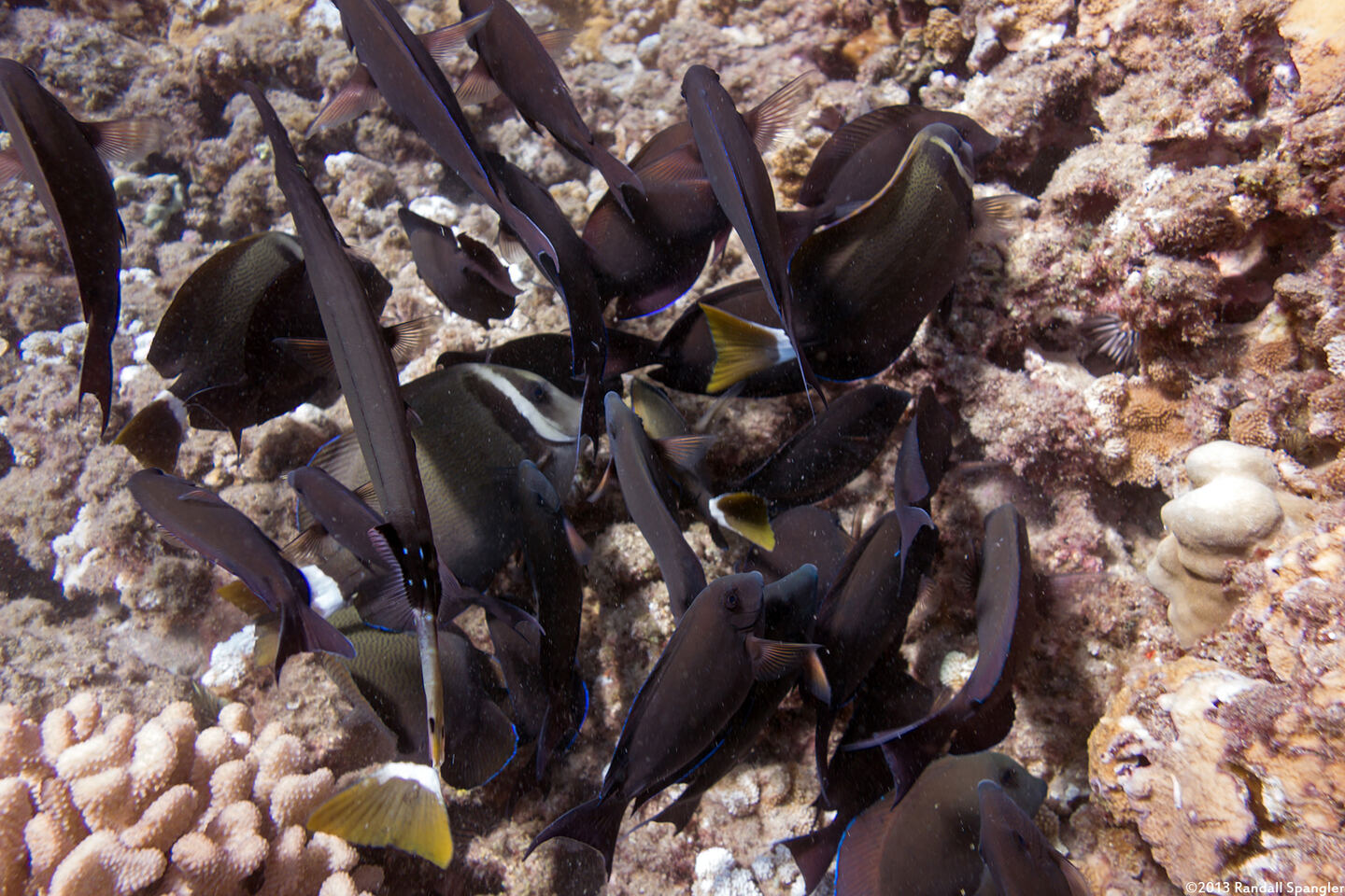 Aulostomus chinensis (Trumpetfish); Trumpetfish matching surgonfish colors
