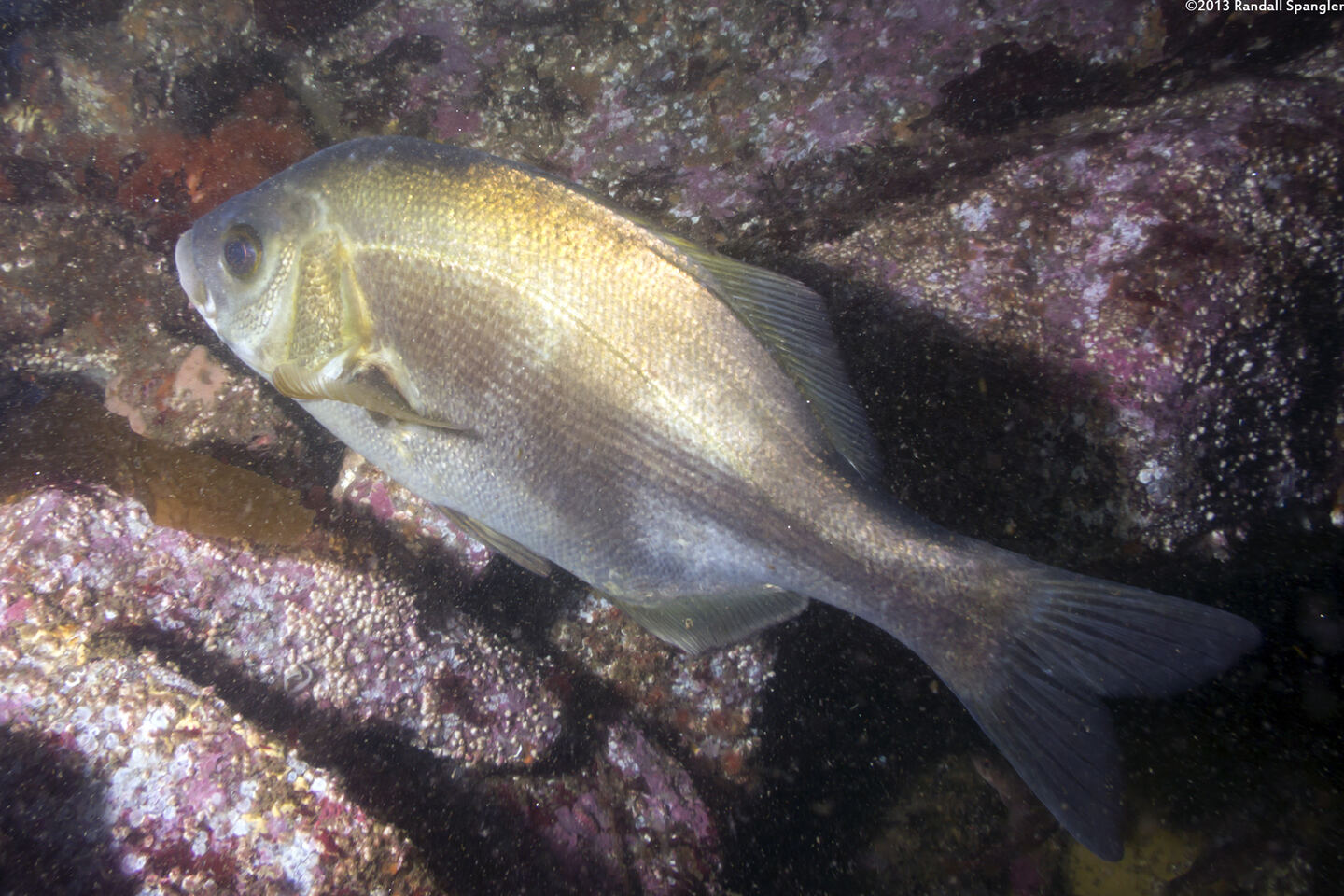 Rhacochilus toxotes (Rubberlip Seaperch)