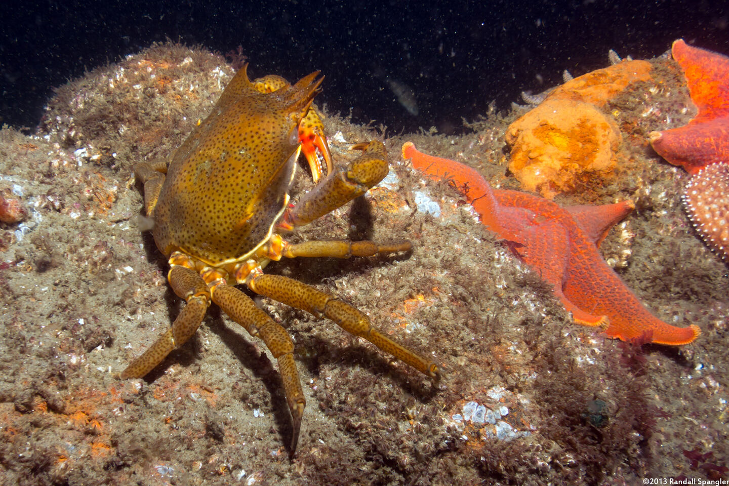 Pugettia producta (Northern Kelp Crab)