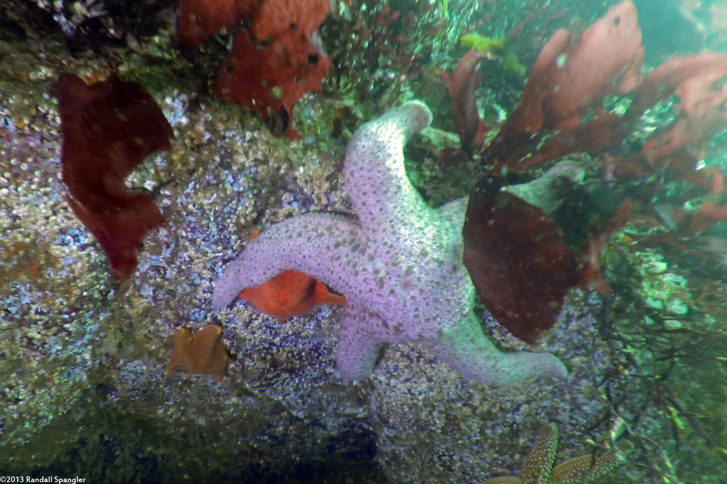 Pisaster brevispinus (Short-Spined Sea Star)