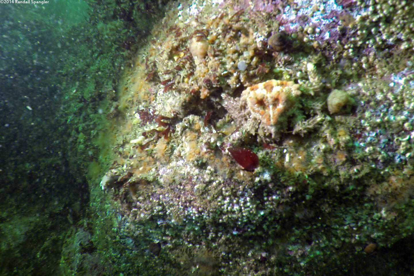 Phyllolithodes papillosus (Heart Crab)