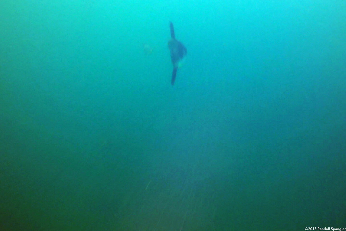 Mola mola (Ocean Sunfish)