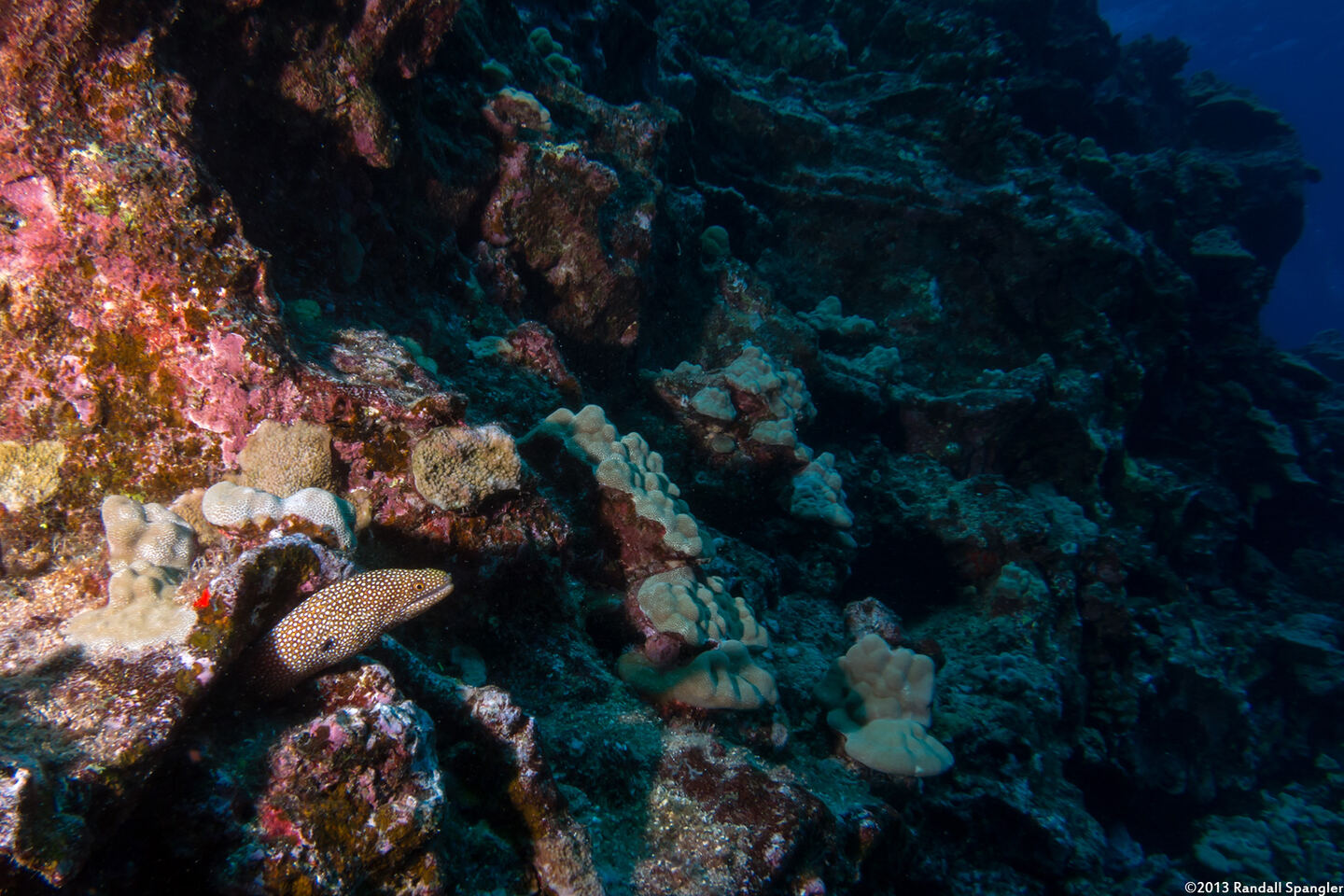 Gymnothorax meleagris (Whitemouth Moray)