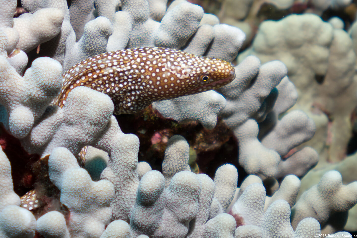 Gymnothorax meleagris (Whitemouth Moray)