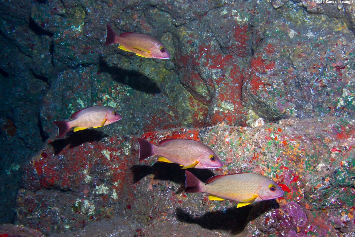 Lutjanus fulvus (Blacktail Snapper)