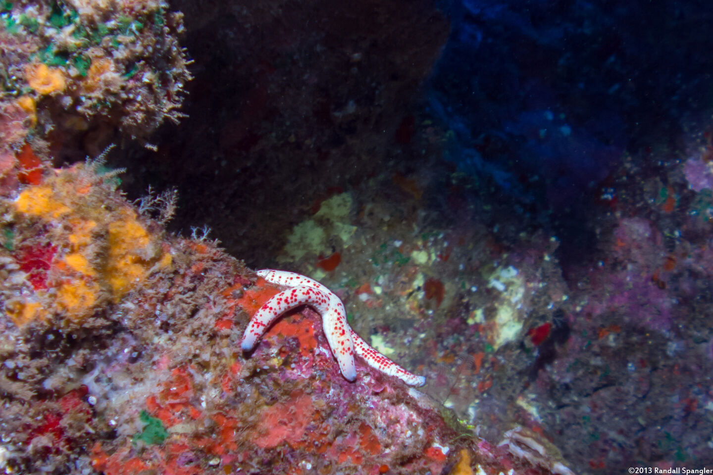 Linckia multifora (Multipore Sea Star)