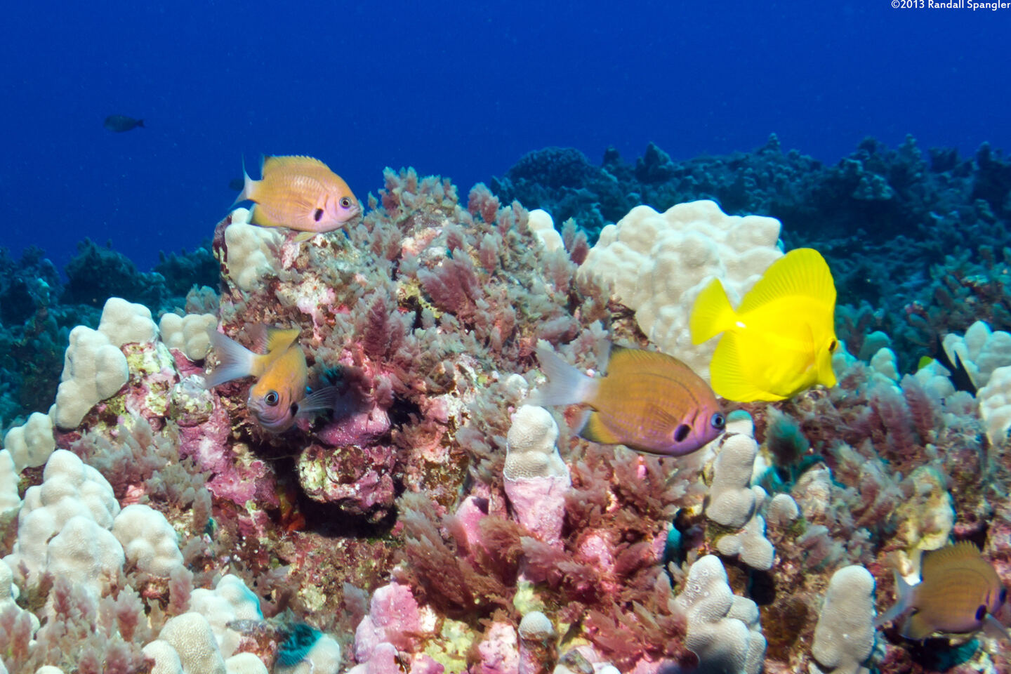 Chromis agilis (Agile Chromis)