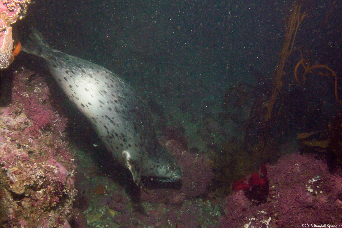 Phoca vitulina (Harbor Seal)