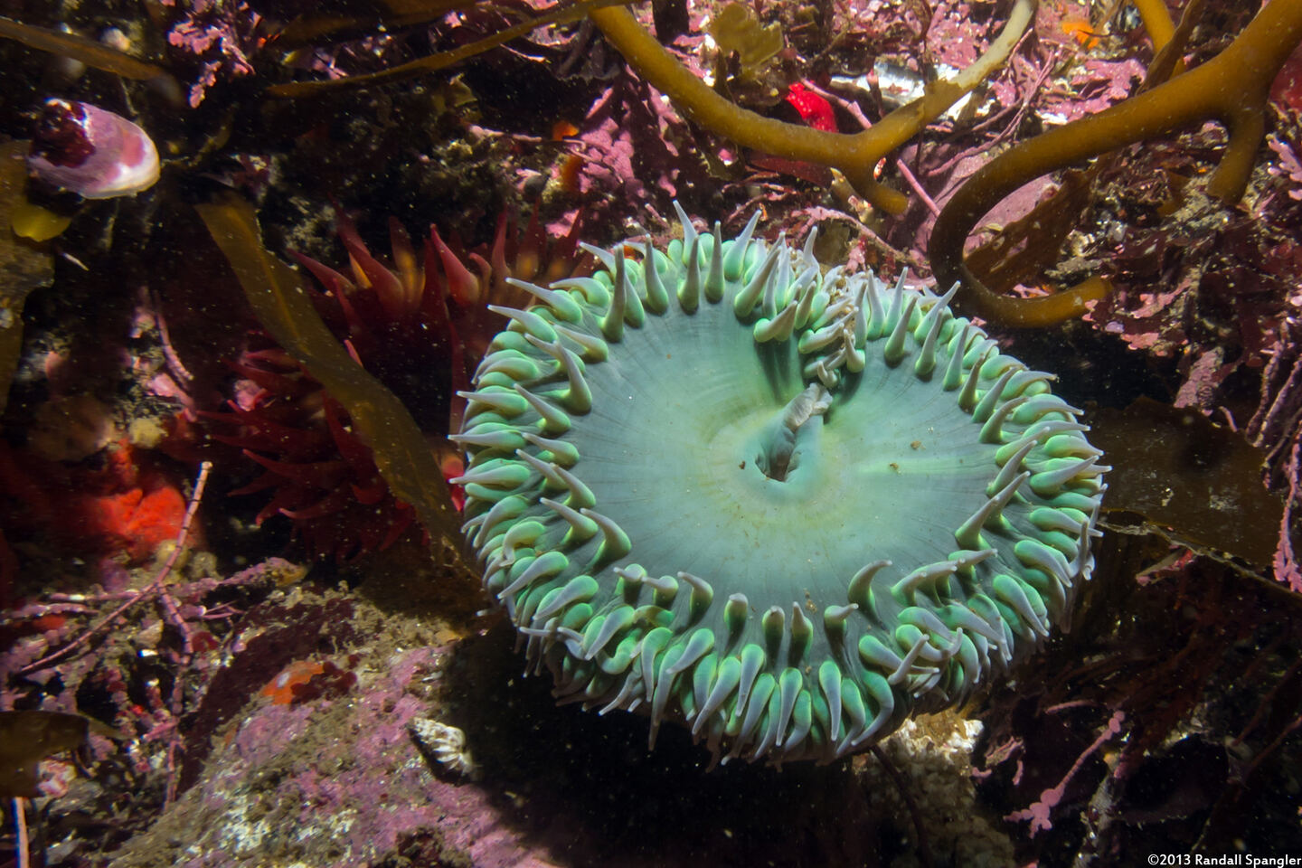 Anthopleura xanthogrammica (Giant Green Anemone)