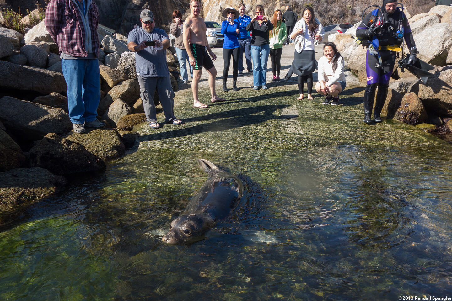 Mirounga angustirostris (Northern Elephant Seal)