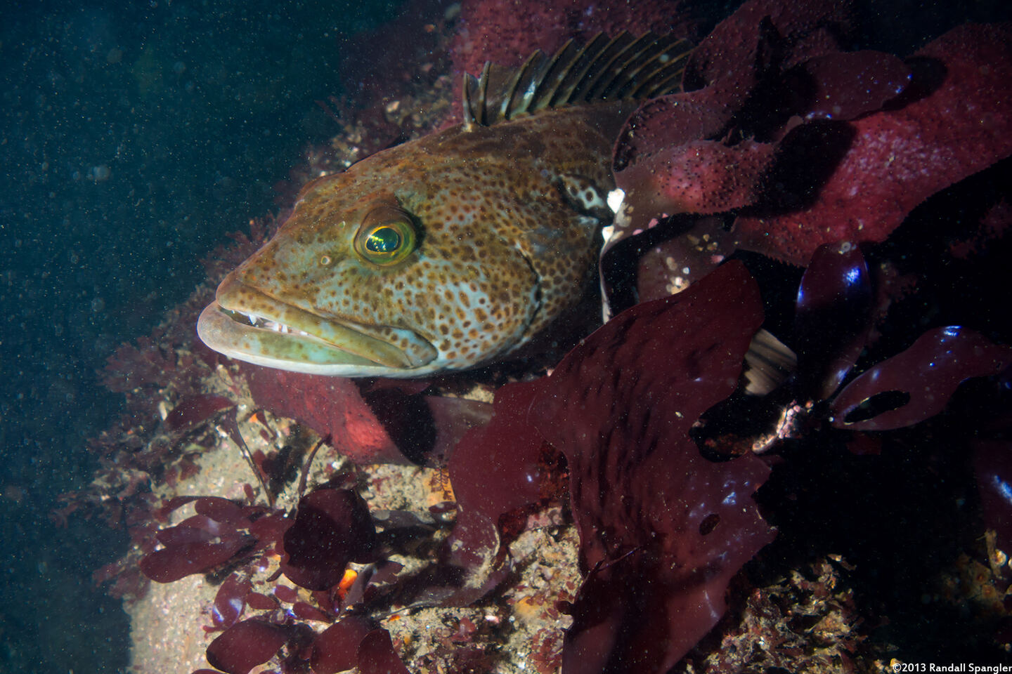 Ophiodon elongatus (Lingcod)